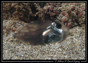 With this fish, you have to be very careful with the stro... by Raoul Caprez 